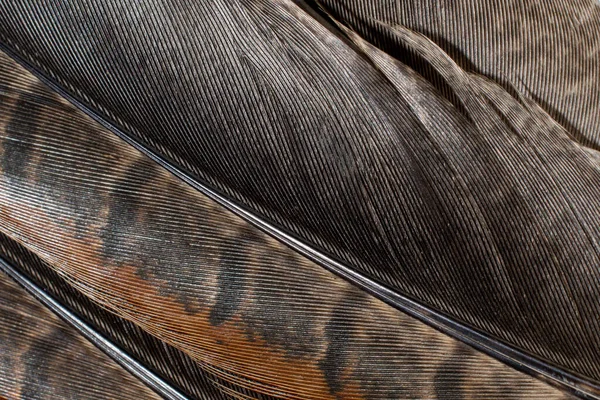 褐色的野鸡羽毛 有深色条纹 — 图库照片