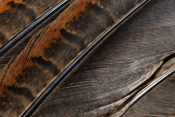 Koyu Çizgili Kahverengi Sülün Tüyleri Arkaplan — Stok fotoğraf