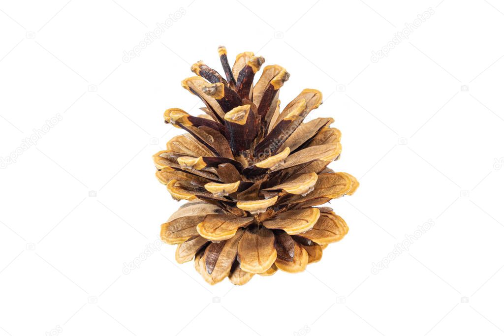 black pine cone on a white background