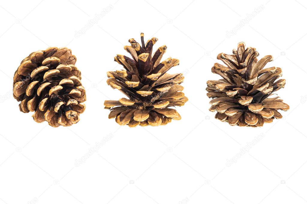 black pine cones on a white background