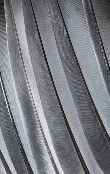 Gris Plume Pigeon Macro Photo Texture Fond — Photo