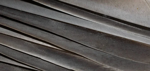 Gray Feather Pigeon Macro Photo Texture Background — Stock Photo, Image