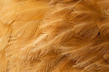 Kahverengi tavuk tüylerinin makro fotoğrafı. arkaplan veya doku