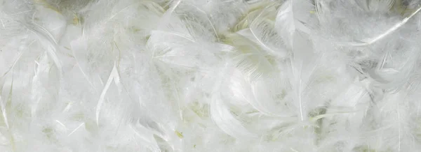 White Fine Duck Feathers Background Texture — Stock Photo, Image
