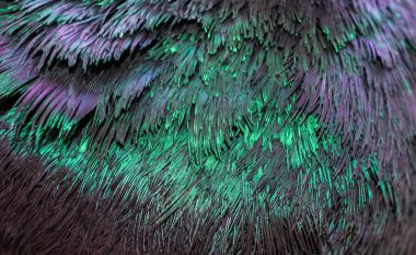 yeşil ve mor güvercin tüyleri. arkaplan veya doku