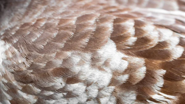 褐色和白色的鸽子毛 背景或文本 — 图库照片