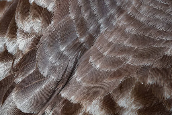 Brązowo Białe Pióra Gołębia Tło Lub Tekstura — Zdjęcie stockowe