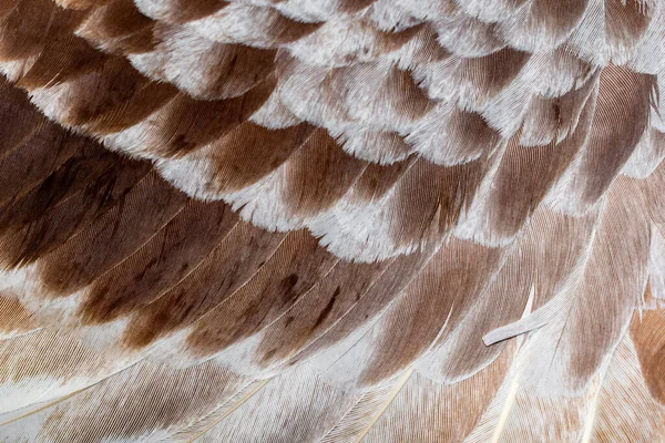 Kahverengi Beyaz Güvercin Tüyleri Arkaplan Veya Doku — Stok fotoğraf