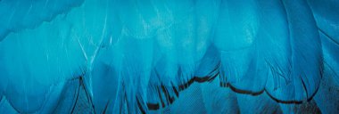 Mavi tüylü güvercin makro fotoğrafı. doku veya arkaplan