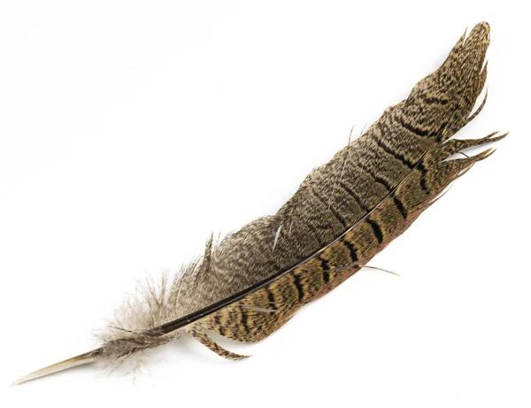 白い背景の茶色のキジの羽 — ストック写真