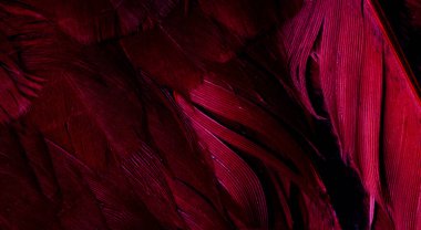 görünür detaylara sahip mor tüyler. arkaplan veya doku