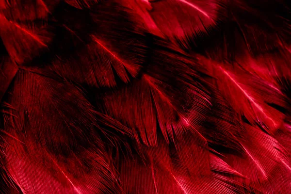 Plumas Púrpuras Con Detalles Visibles Fondo Textura — Foto de Stock