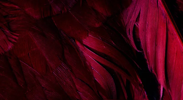 Plumas Púrpuras Con Detalles Visibles Fondo Textura —  Fotos de Stock