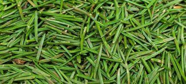 Yeşil ladin iğneleri görünür detaylar içeriyor. arkaplan veya doku