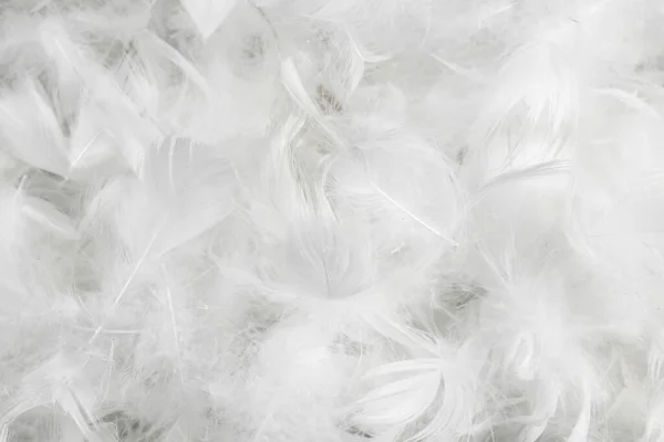 White Fine Duck Feathers Background Texture — Stock Photo, Image