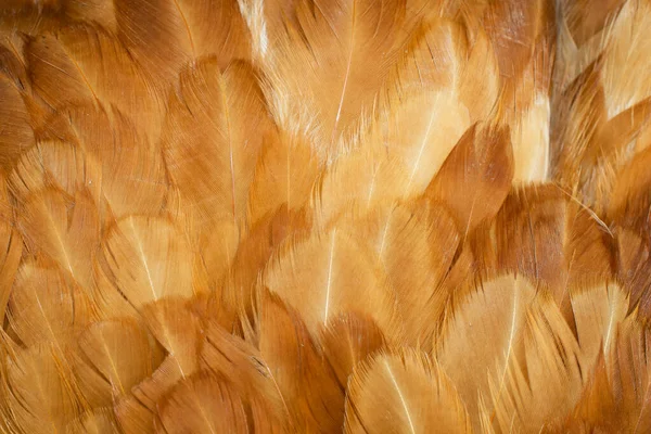 Macro Photo Brown Hen Feathers Background Textura — Stock Photo, Image