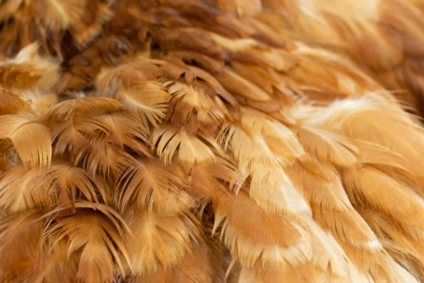 Kahverengi Tavuk Tüylerinin Makro Fotoğrafı Arkaplan Veya Doku — Stok fotoğraf