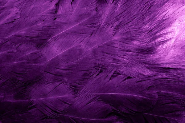Macro Foto Plumas Gallina Púrpura Fondo Textura — Foto de Stock