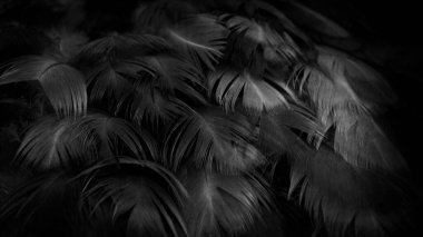 Siyah tavuk tüylerinin makro fotoğrafı. Menekşe arkaplan