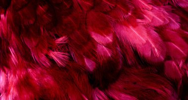 Kırmızı tavuk tüylerinin makro fotoğrafı. arkaplan veya doku
