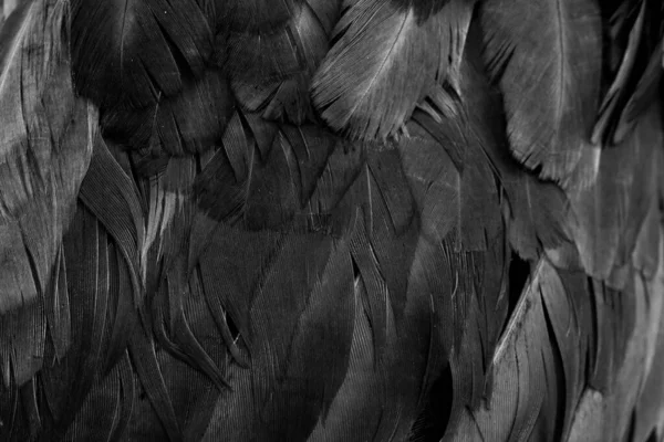 Macro Photo Black Hen Feathers Violet Background — Stock Photo, Image