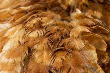 Kahverengi tavuk tüylerinin makro fotoğrafı. arkaplan veya doku