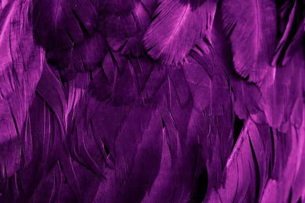 Macro Photo Plumes Poule Pourpre Fond Textura — Photo