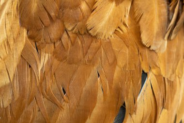 Kahverengi tavuk tüylerinin makro fotoğrafı. arkaplan veya doku