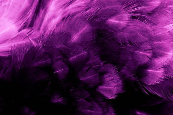 紫色鸡毛的宏观照片 背景或文本 — 图库照片