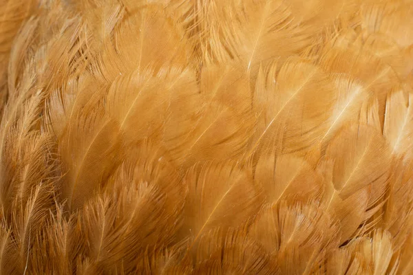 褐色鸡毛的宏观照片 背景或文本 — 图库照片