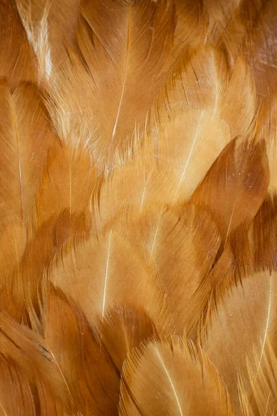 褐色鸡毛的宏观照片 背景或文本 — 图库照片