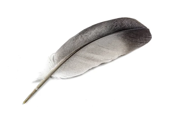 Gray Dove Feather White Isolated Background — Stock Photo, Image