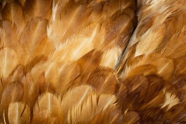 Kahverengi tavuk tüylerinin makro fotoğrafı. arkaplan veya doku