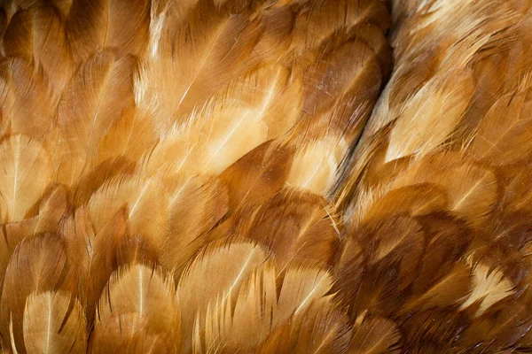 Kahverengi Tavuk Tüylerinin Makro Fotoğrafı Arkaplan Veya Doku — Stok fotoğraf