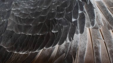 görünür detaylarla siyah güvercin tüyleri. arkaplan