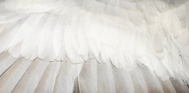 Beyaz ve kahverengi güvercin tüyleri. arkaplan veya doku