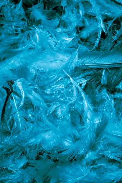 blue hen feathers with visible details. background