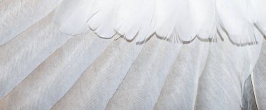 Beyaz ve kahverengi güvercin tüyleri. arkaplan veya doku