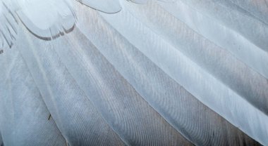 Beyaz ve kahverengi güvercin tüyleri. arkaplan veya doku