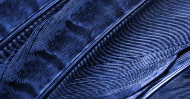 Koyu çizgili mavi sülün tüyleri. arkaplan