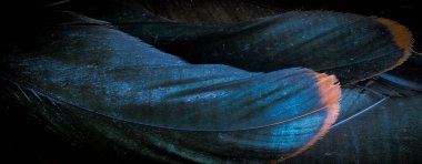 Mavi ve siyah horoz tüyleri. arkaplan veya doku