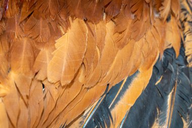 Kırmızı ve siyah horoz tüyleri. arkaplan veya doku