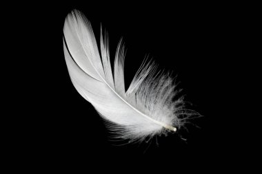 Siyah arkaplanda beyaz ördek tüyleri var.