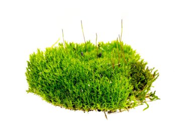 İzole edilmiş beyaz arkaplanda yeşil yosun