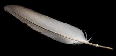 Siyah izole arkaplanda gri güvercin tüyü