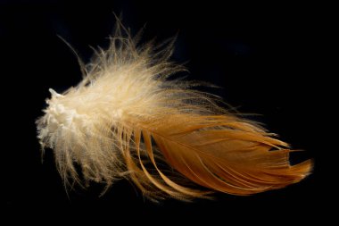 Siyah arka planda bir tavuğun kahverengi tüyleri