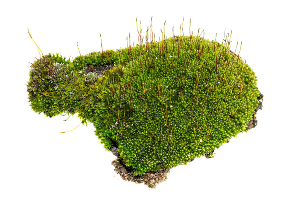 green moss on a white isolated background