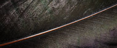 makro fotoğraf siyah horoz tüyleri. arkaplan veya doku