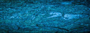 Mavi çam kabuğu ve görünür bir dokusu var. arkaplan