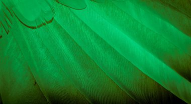 Görünür detayları olan yeşil kuş tüyleri. arkaplan